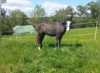 Cob Mix, Mare, 5 years, 14.1 hh, Gray-Red-Tan