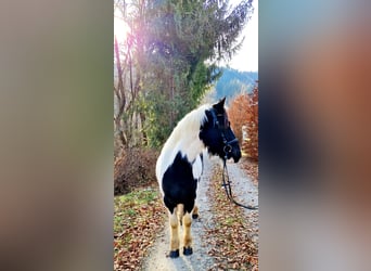 Cob, Mare, 5 years, 14.1 hh, Pinto