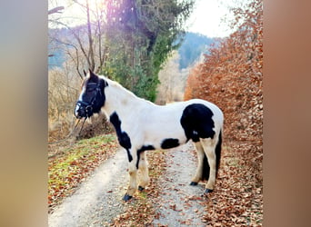 Cob, Mare, 5 years, 14.1 hh, Pinto