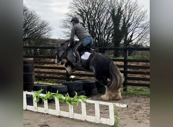 Cob, Mare, 5 years, 14.1 hh, Roan-Blue