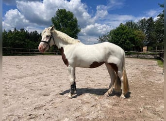 Cob Mix, Mare, 5 years, 14,1 hh, White