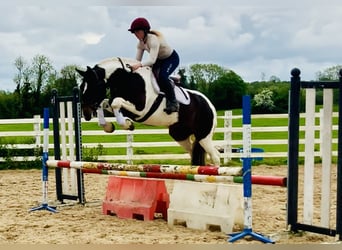 Cob, Mare, 5 years, 14.2 hh, Pinto