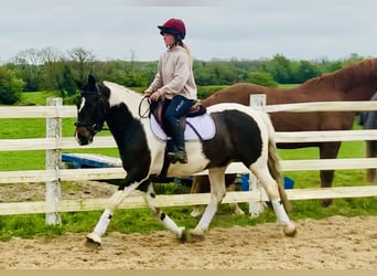 Cob, Mare, 5 years, 14.2 hh, Pinto