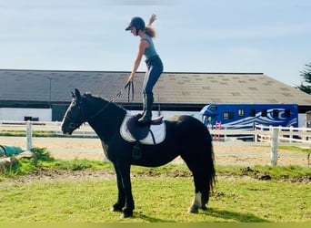 Cob, Mare, 5 years, 14,3 hh, Black