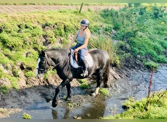 Cob, Mare, 5 years, 14,3 hh, Black