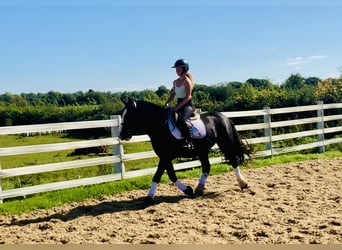 Cob, Mare, 5 years, 14,3 hh, Black