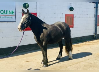 Cob, Mare, 5 years, 14,3 hh, Black