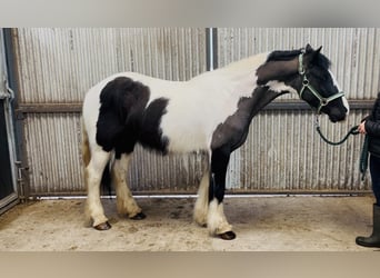Cob, Mare, 5 years, 14 hh, Pinto