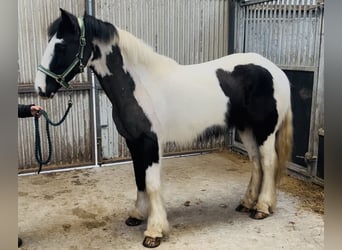 Cob, Mare, 5 years, 14 hh, Pinto