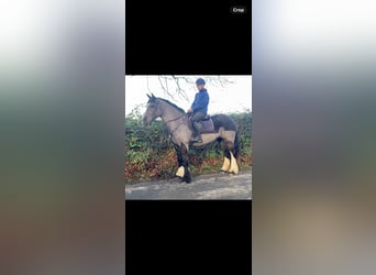 Cob, Mare, 5 years, 15,1 hh, Black