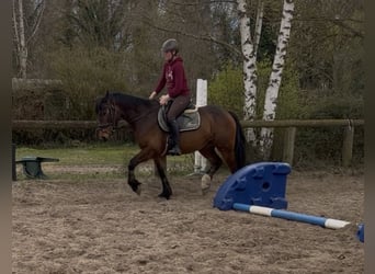 Cob Mix, Mare, 5 years, 15.1 hh, Brown