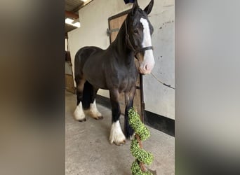 Cob, Mare, 5 years, 15.1 hh, Brown
