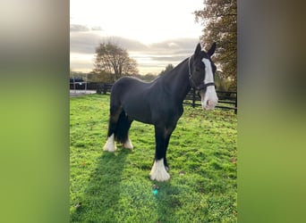 Cob, Mare, 5 years, 15.1 hh, Brown