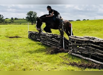 Cob, Mare, 5 years, 15 hh, Brown