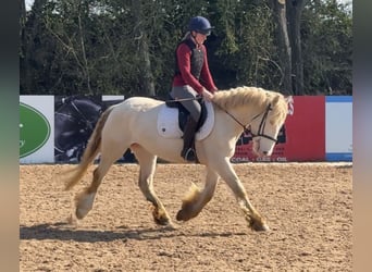 Cob, Mare, 5 years, 15,1 hh, Cremello