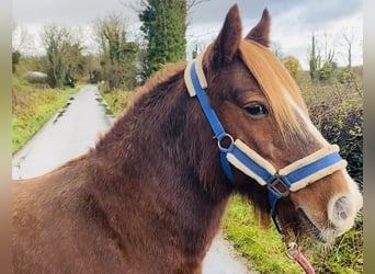 Cob, Mare, 6 years, 12.1 hh, Chestnut