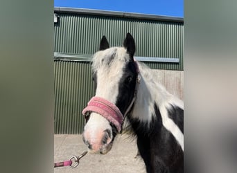 Cob, Mare, 6 years, 12.1 hh, Pinto