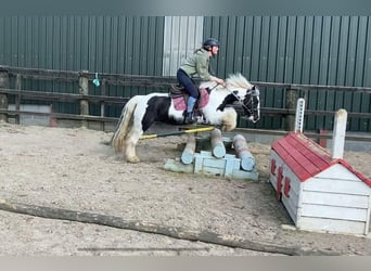 Cob, Mare, 6 years, 12.1 hh, Pinto