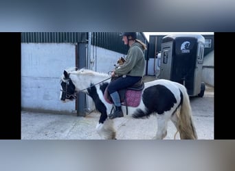Cob, Mare, 6 years, 12.1 hh, Pinto