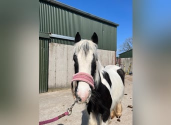 Cob, Mare, 6 years, 12.1 hh, Pinto