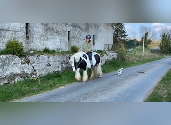Cob, Mare, 6 years, 12.1 hh, Pinto