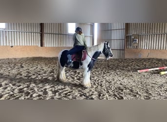 Cob, Mare, 6 years, 12.1 hh, Pinto