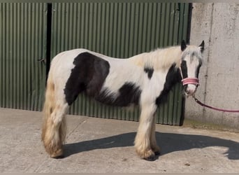 Cob, Mare, 6 years, 12.1 hh, Pinto
