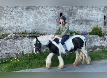 Cob, Mare, 6 years, 12.1 hh, Pinto