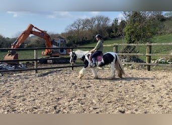 Cob, Mare, 6 years, 12.1 hh, Pinto