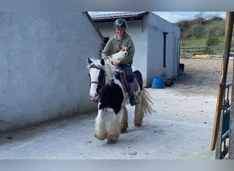 Cob, Mare, 6 years, 12.1 hh, Pinto