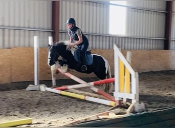 Cob, Mare, 6 years, 12.2 hh, Pinto