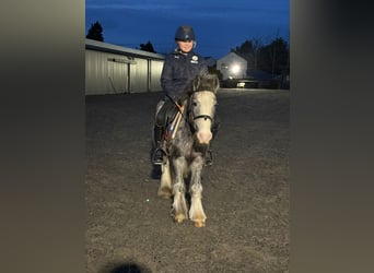 Cob, Mare, 6 years, 12,2 hh, Roan-Blue