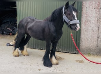 Cob, Mare, 6 years, 13.1 hh, Black