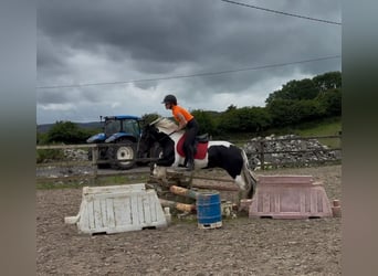 Cob, Mare, 6 years, 13.1 hh, Pinto