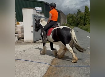 Cob, Mare, 6 years, 13.1 hh, Pinto