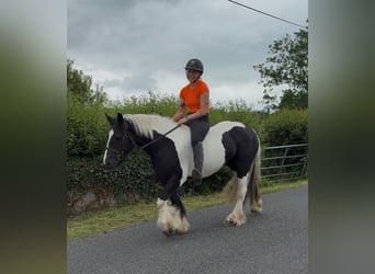 Cob, Mare, 6 years, 13.1 hh, Pinto