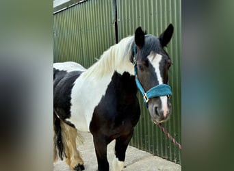 Cob, Mare, 6 years, 13.1 hh, Pinto