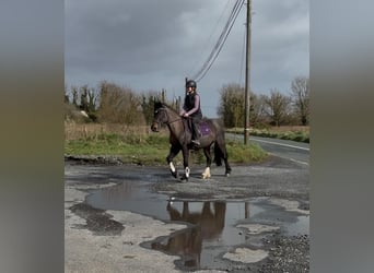 Cob, Mare, 6 years, 14.1 hh, Brown