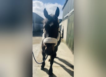 Cob, Mare, 6 years, 14.1 hh, Brown