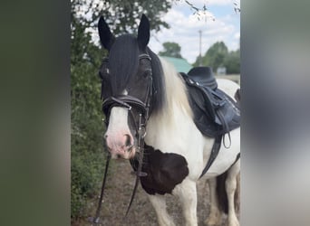Cob Mix, Mare, 6 years, 14.1 hh, Tobiano-all-colors