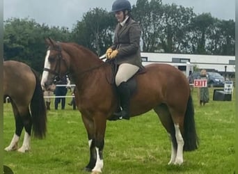 Cob, Mare, 6 years, 14.2 hh, Brown