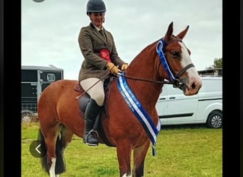 Cob, Mare, 6 years, 14.2 hh, Brown