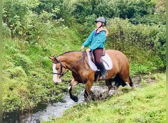 Cob, Mare, 6 years, 14.2 hh, Brown