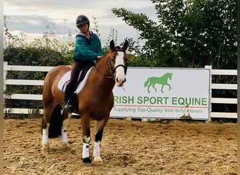 Cob, Mare, 6 years, 14.2 hh, Brown