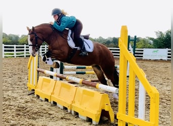 Cob, Mare, 6 years, 14.2 hh, Brown