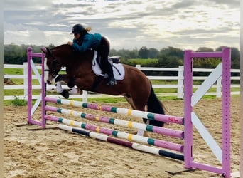 Cob, Mare, 6 years, 14.2 hh, Brown