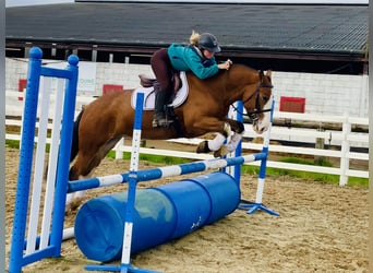 Cob, Mare, 6 years, 14.2 hh, Brown