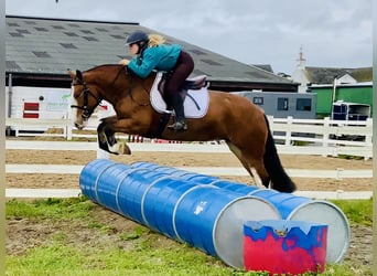 Cob, Mare, 6 years, 14.2 hh, Brown