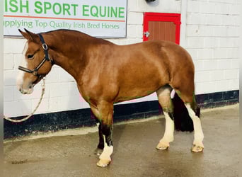 Cob, Mare, 6 years, 14.2 hh, Brown
