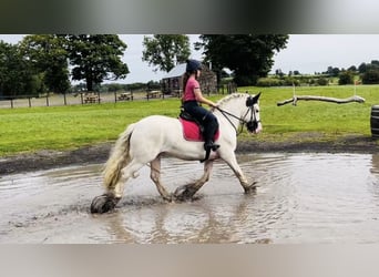 Cob, Mare, 6 years, 15,2 hh, Tobiano-all-colors